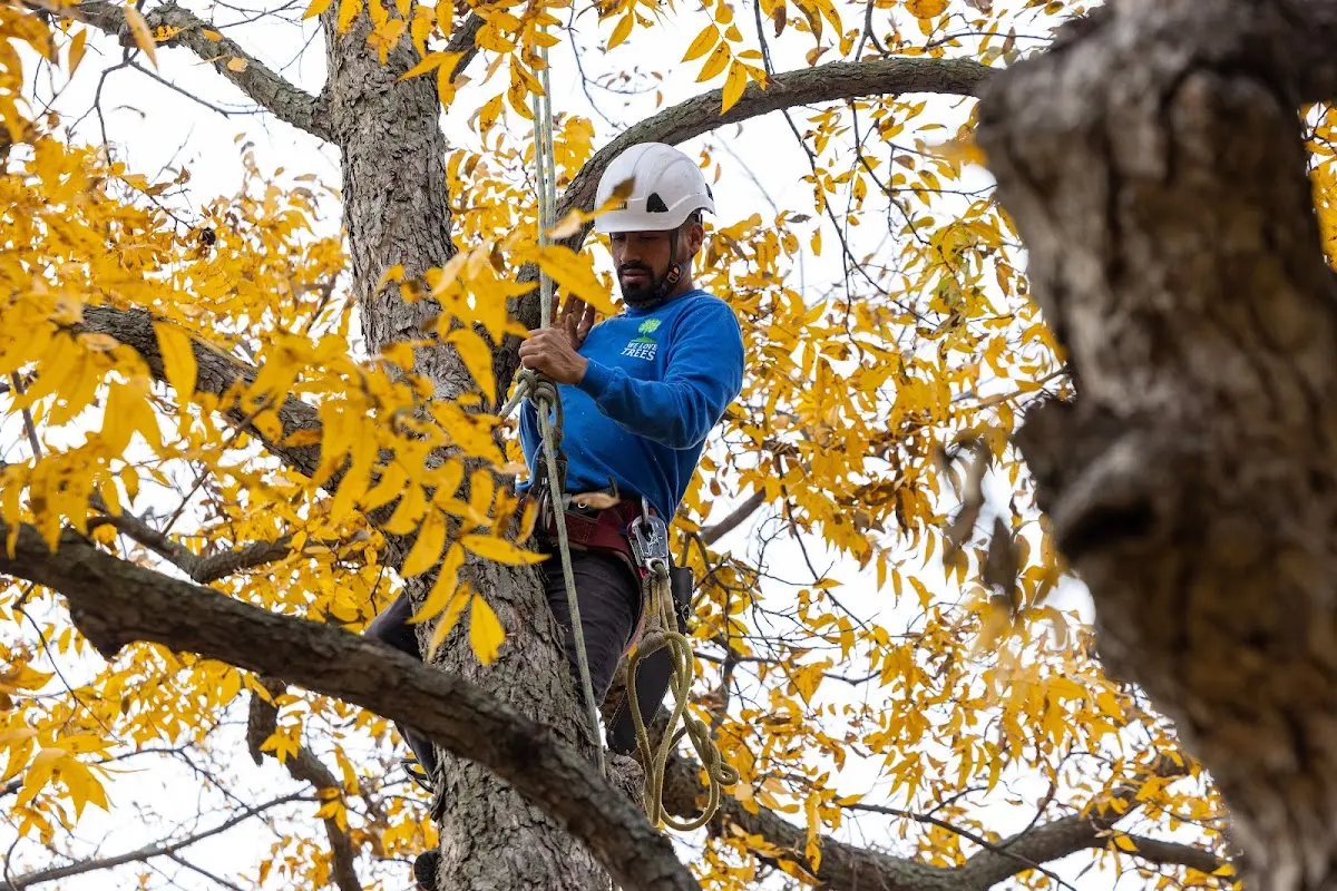 Skilled Storm Damage Cleanup crew working in Weyerhaeuser